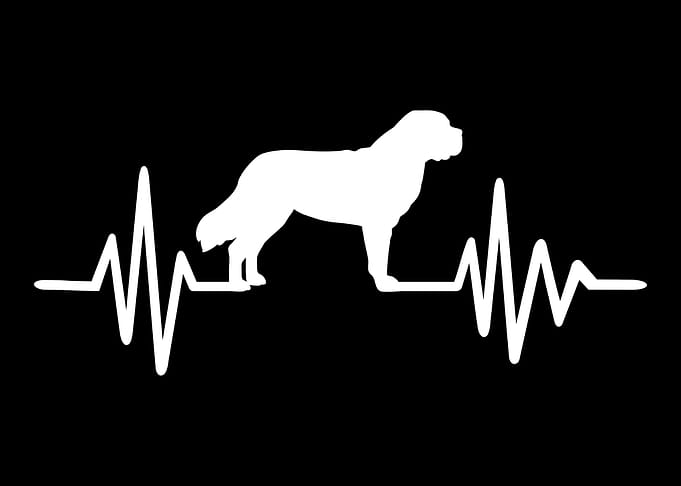 Saint Bernard