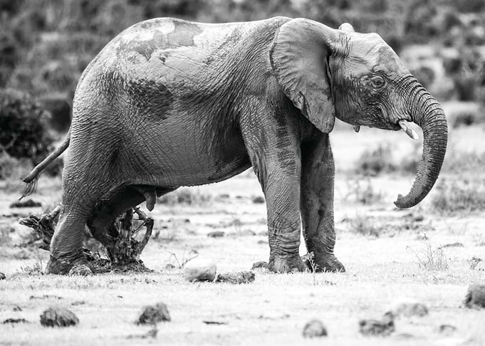 Elephant