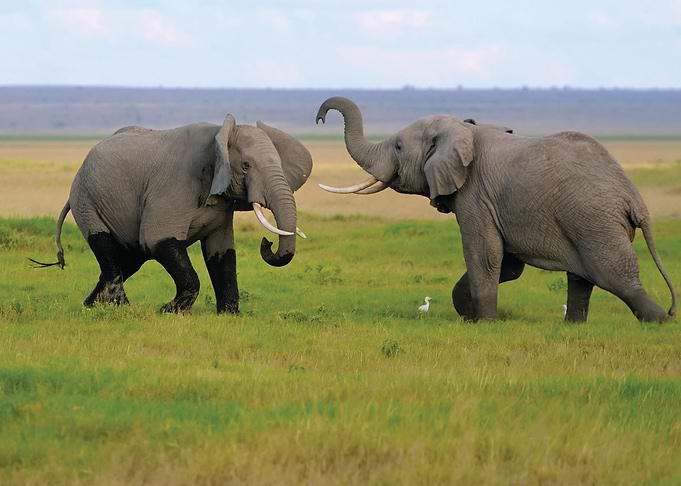 Elephant