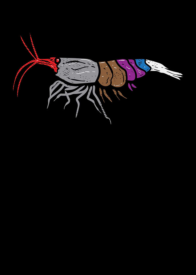 BJJ Shrimps