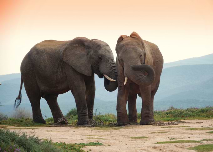 Elephant