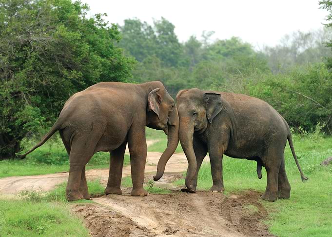 Elephant