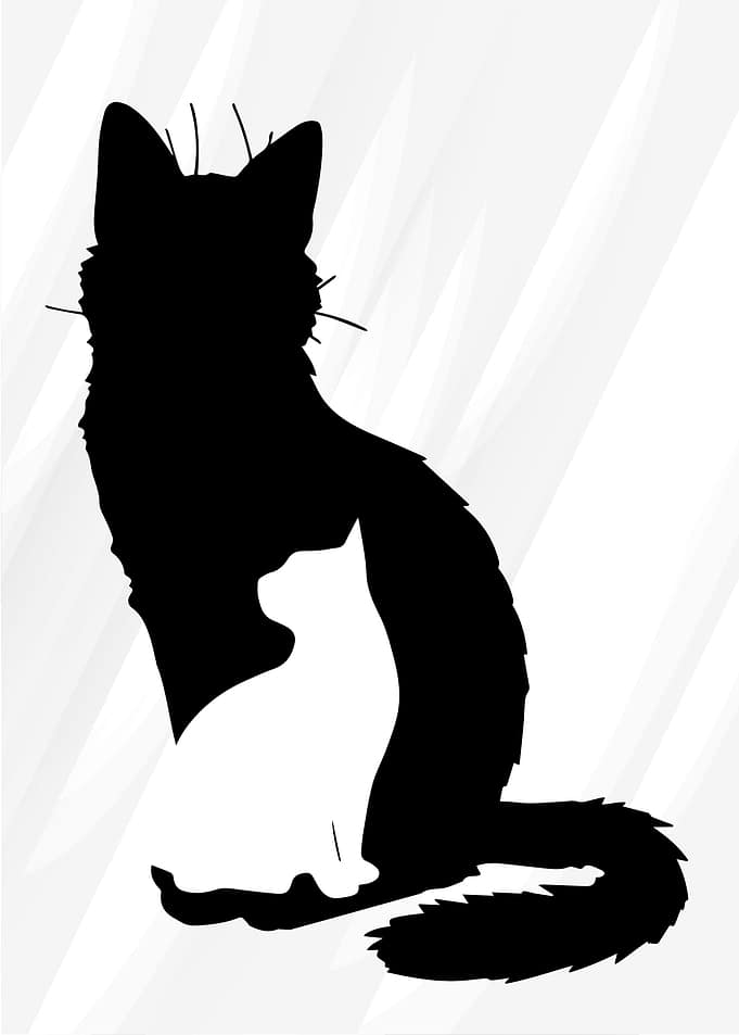 Black Cat