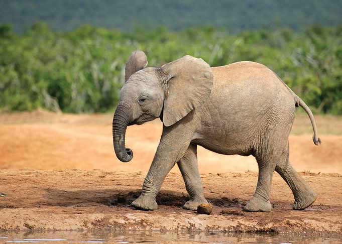 Elephant