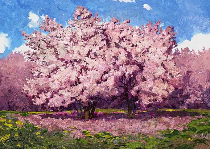 Cherry Blossom