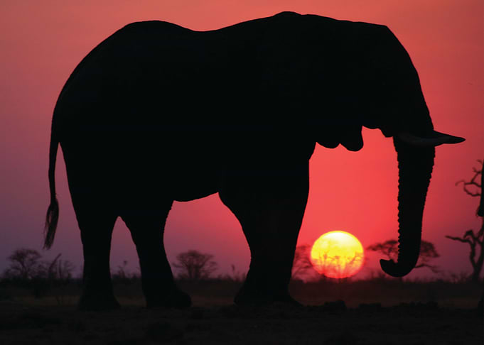 Elephant