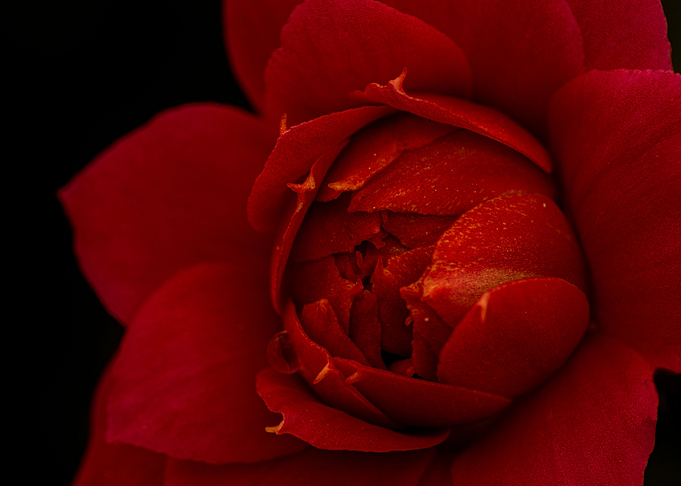 A curious kalanchoe flower