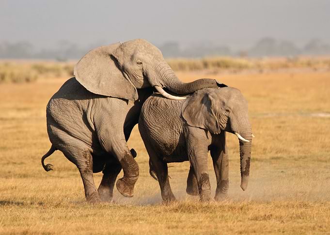 Elephant