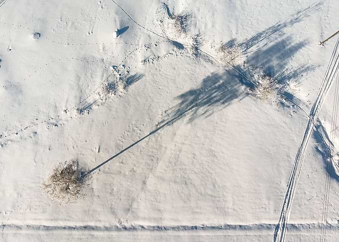 Shadow Of The Birch Tree