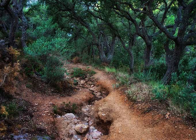 Path In Spooky Forest