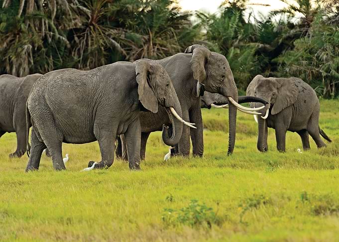 Elephant
