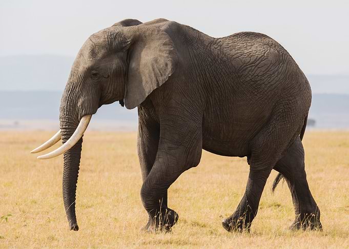 Elephant