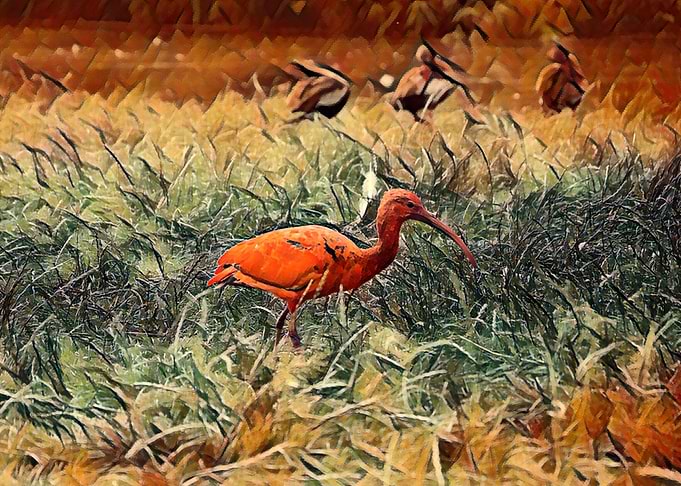 ScaIbis bird pastel