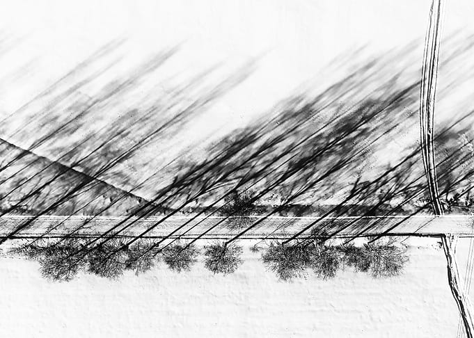 Shadows Of The Trees