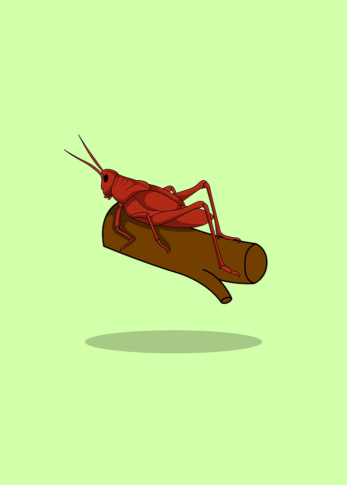 cute grasshopper