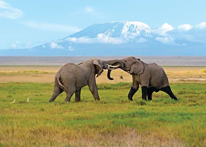 Elephant