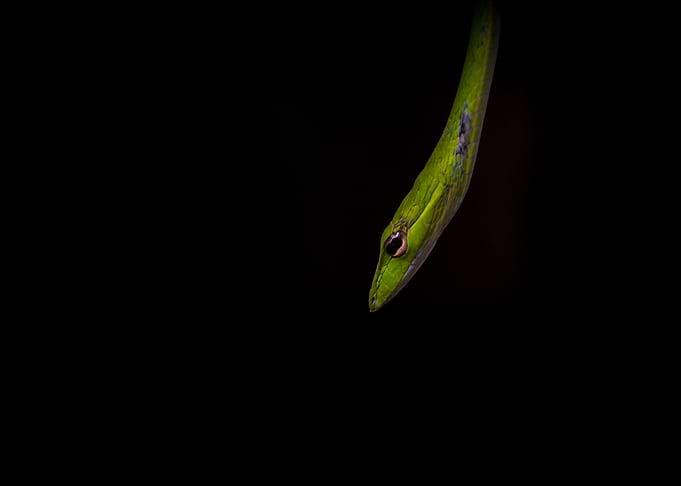 Snake on Black