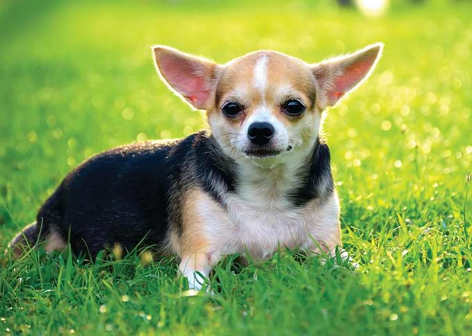 Dog