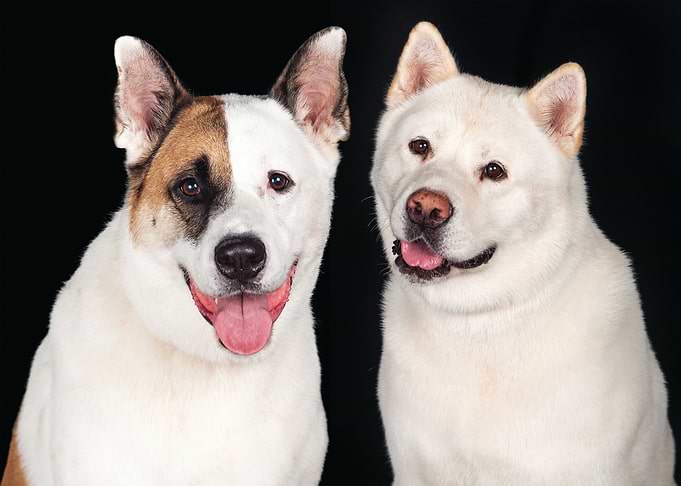 Dog