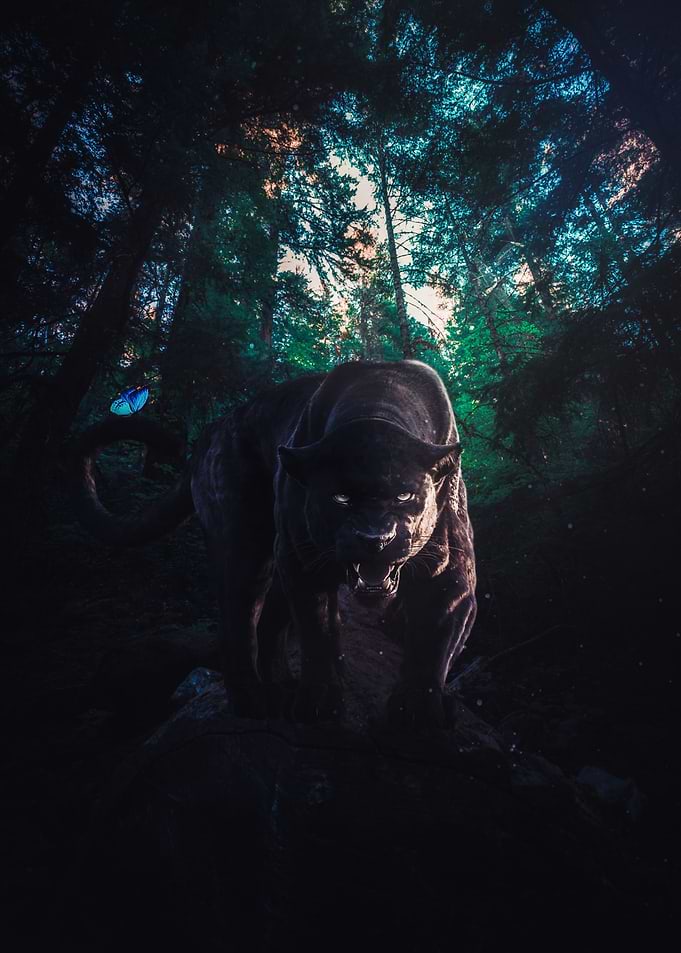 Panther Savage Jungle