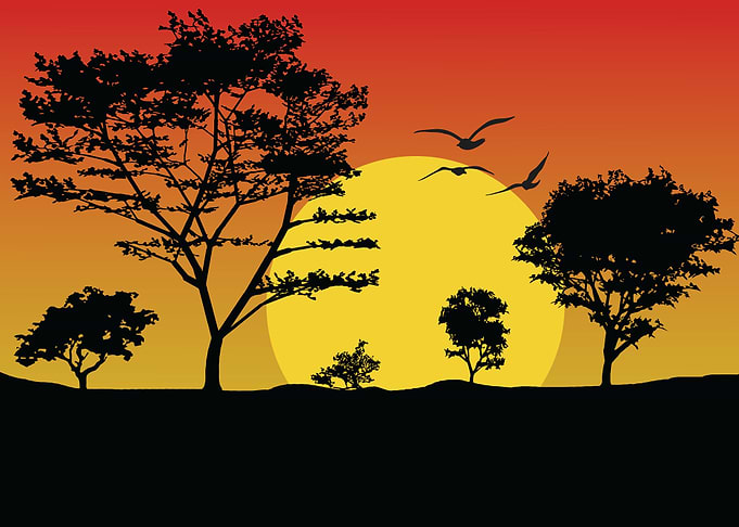 Forest Landscape