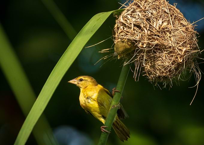 Golden Backed Weaver