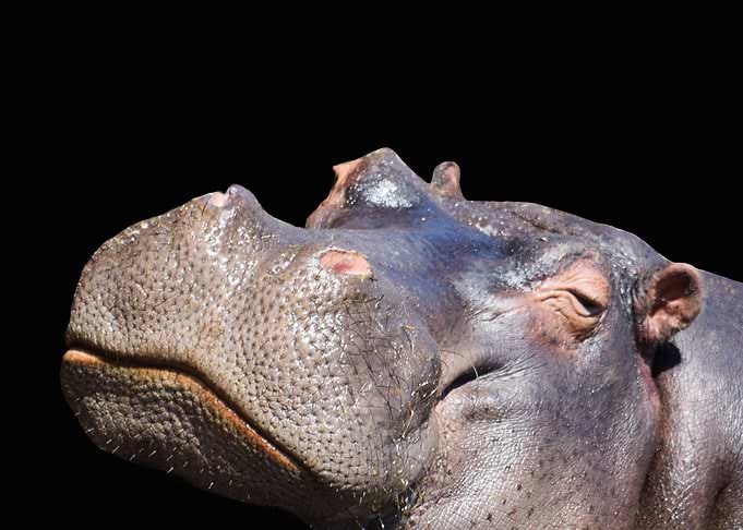 Hippo