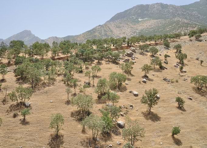 Mini trees on mountains