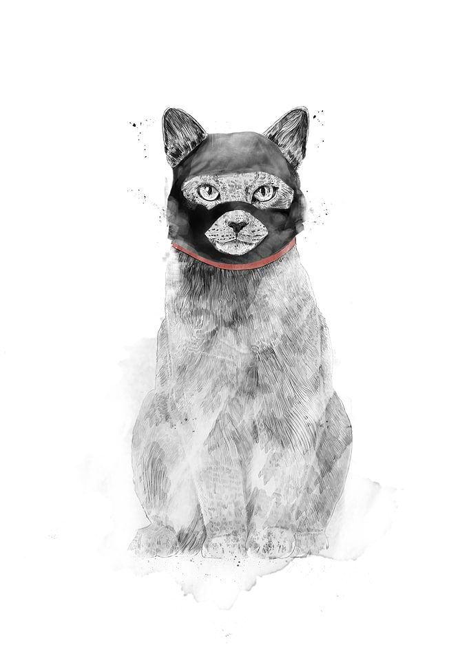Masked cat