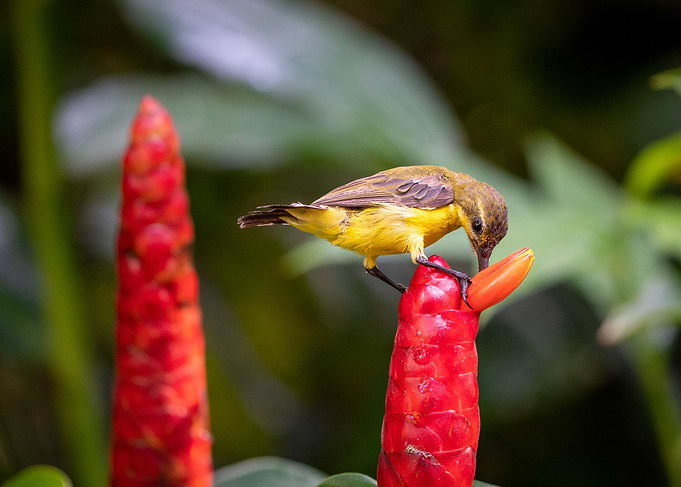 Olive Backed Sunbird