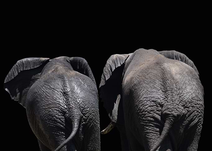 Elephants