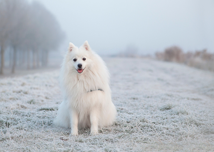 white dog snow tree