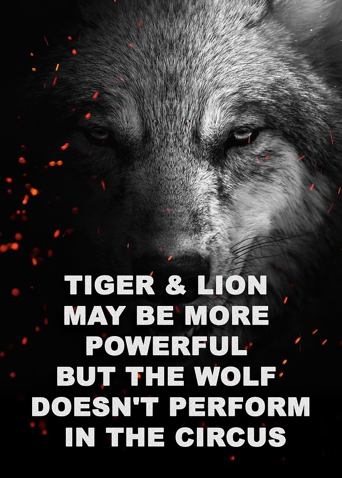 wild wolf face Motivation