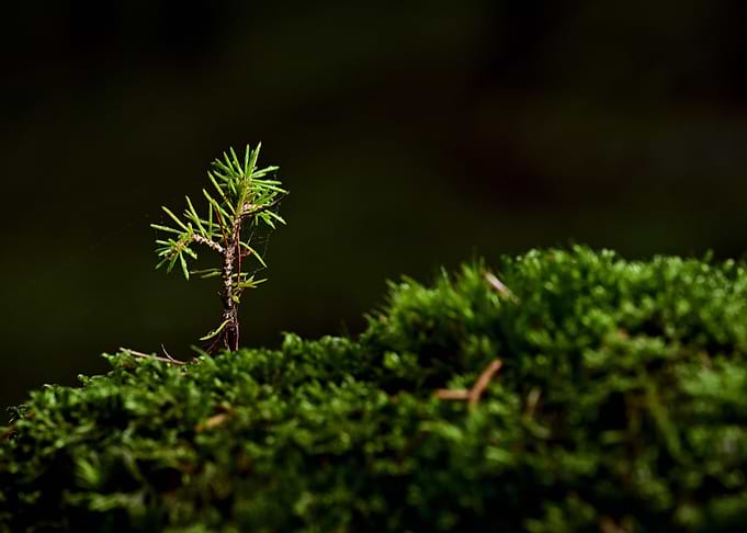 tree green run night