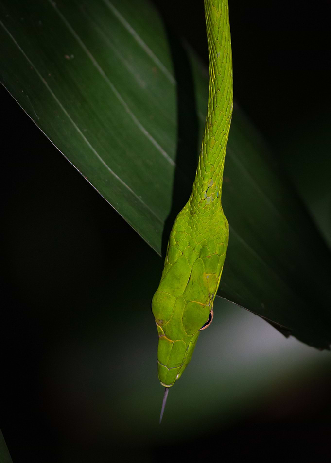 Oriental Whip Snake