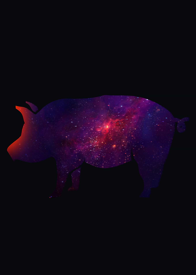 Pig