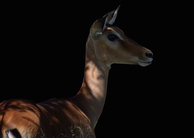 Impala