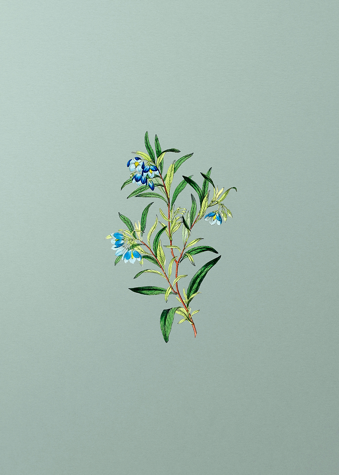 Blue Narrow Leaved Sollya