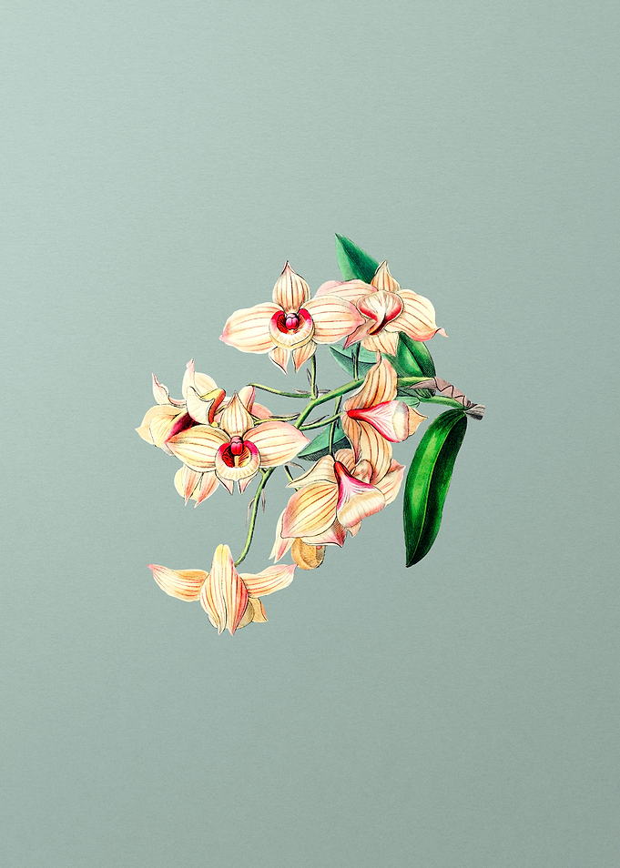 Vintage Copper Dendrobium