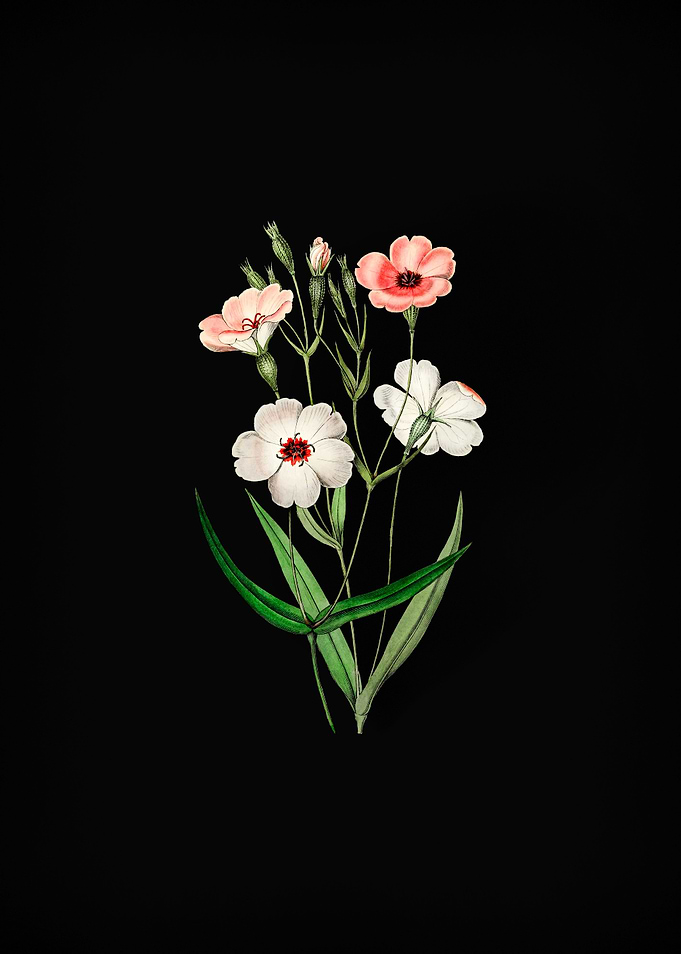 Dark Eyed Viscaria Flower