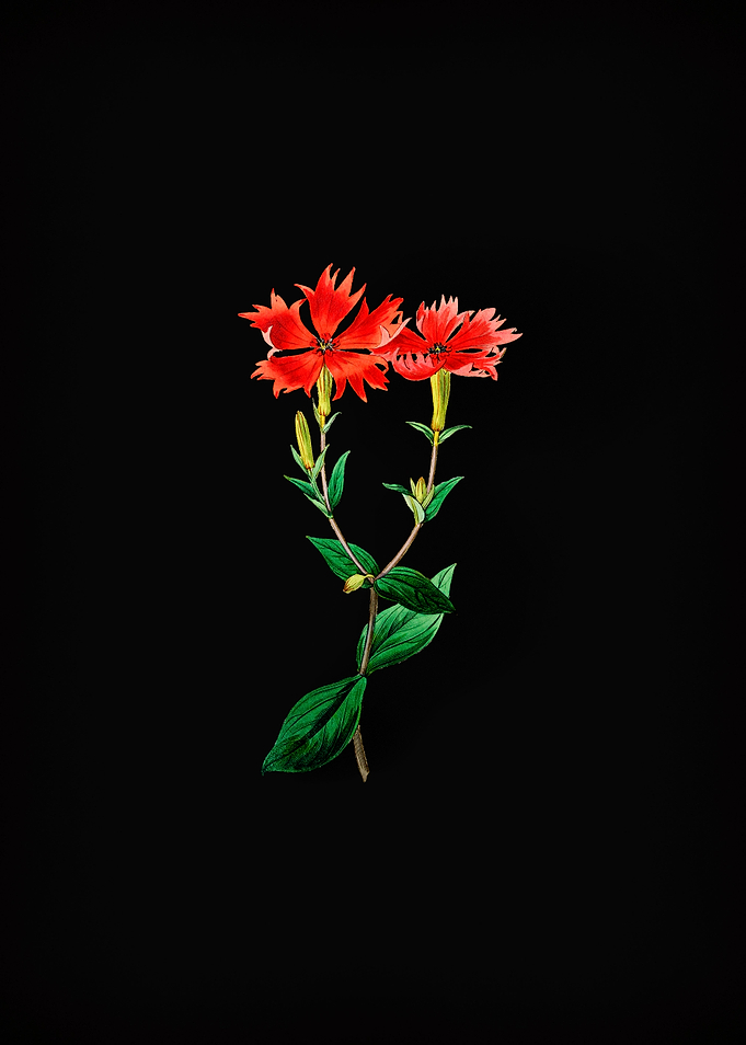 Bunges Lychnis Flower
