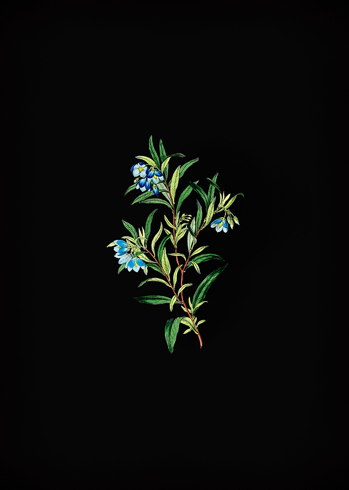 Blue Narrow Leaved Sollya