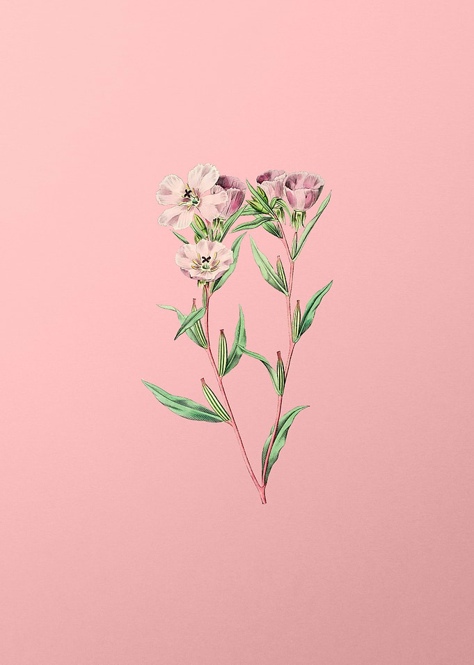 Corona Amaryllis on Pink