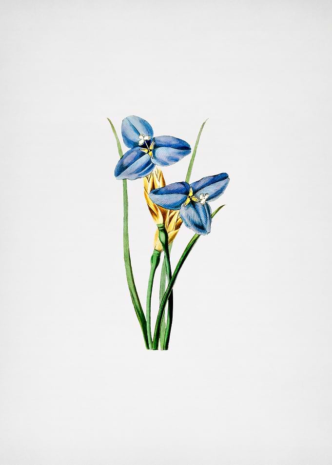 Sapphire Patersonia