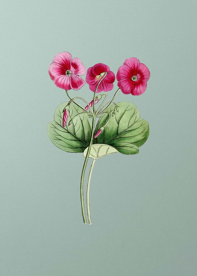 Bowies Oxalis on Mint