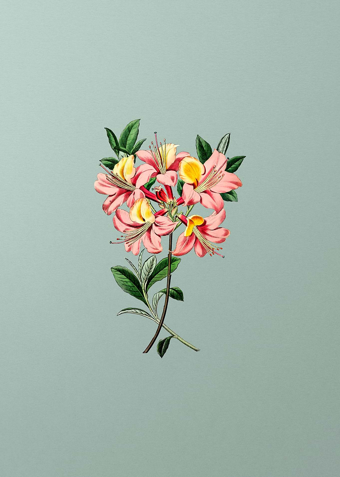 Changeable Pontic Azalea