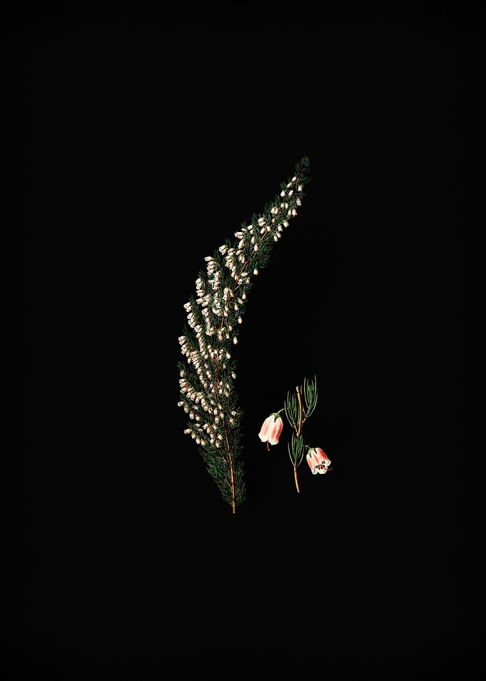 Bell Bearing Heath Flower