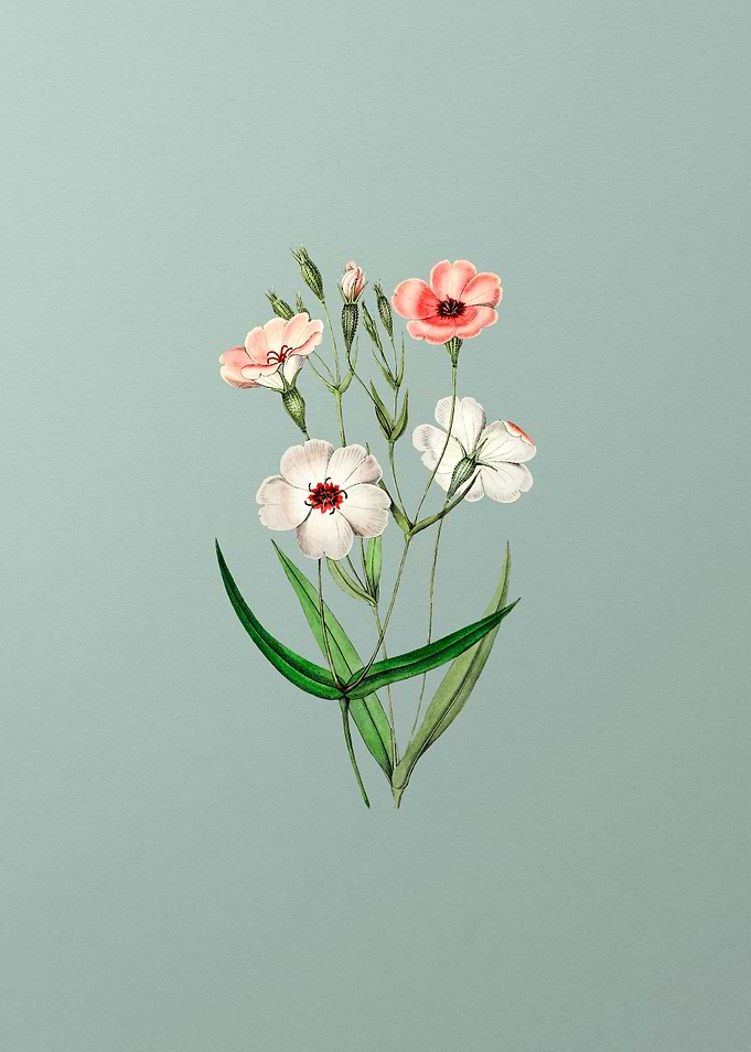 Dark Eyed Viscaria Flower