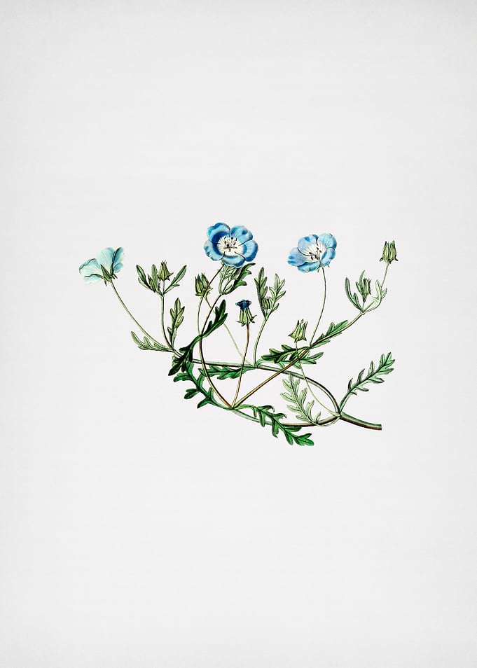 Shewy Nemophila