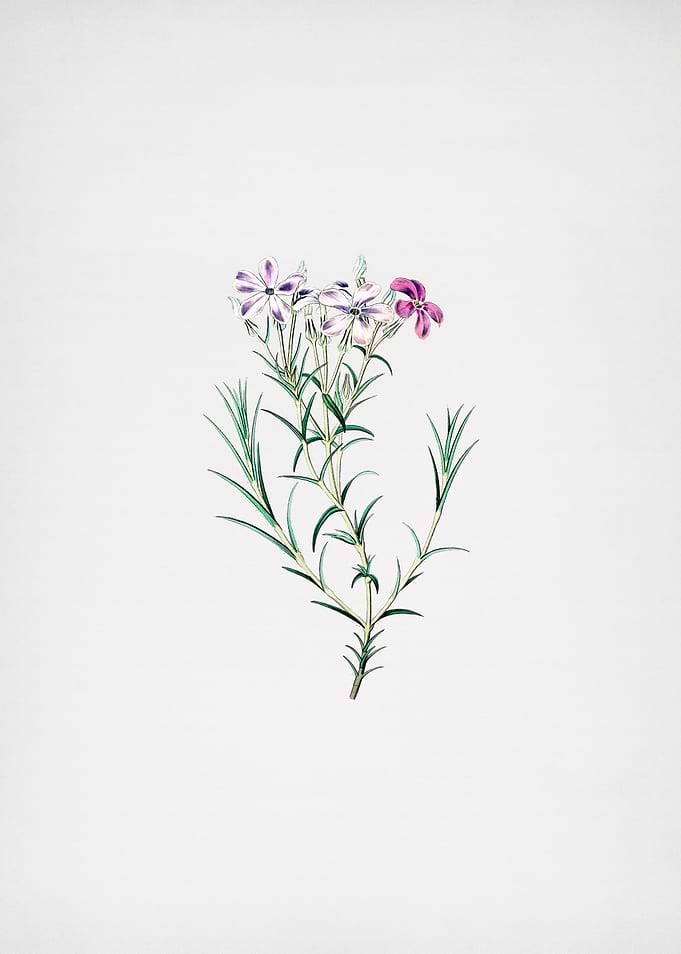 Shewy Phlox Flower Branch